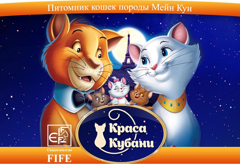 Продажа котят мейнкун